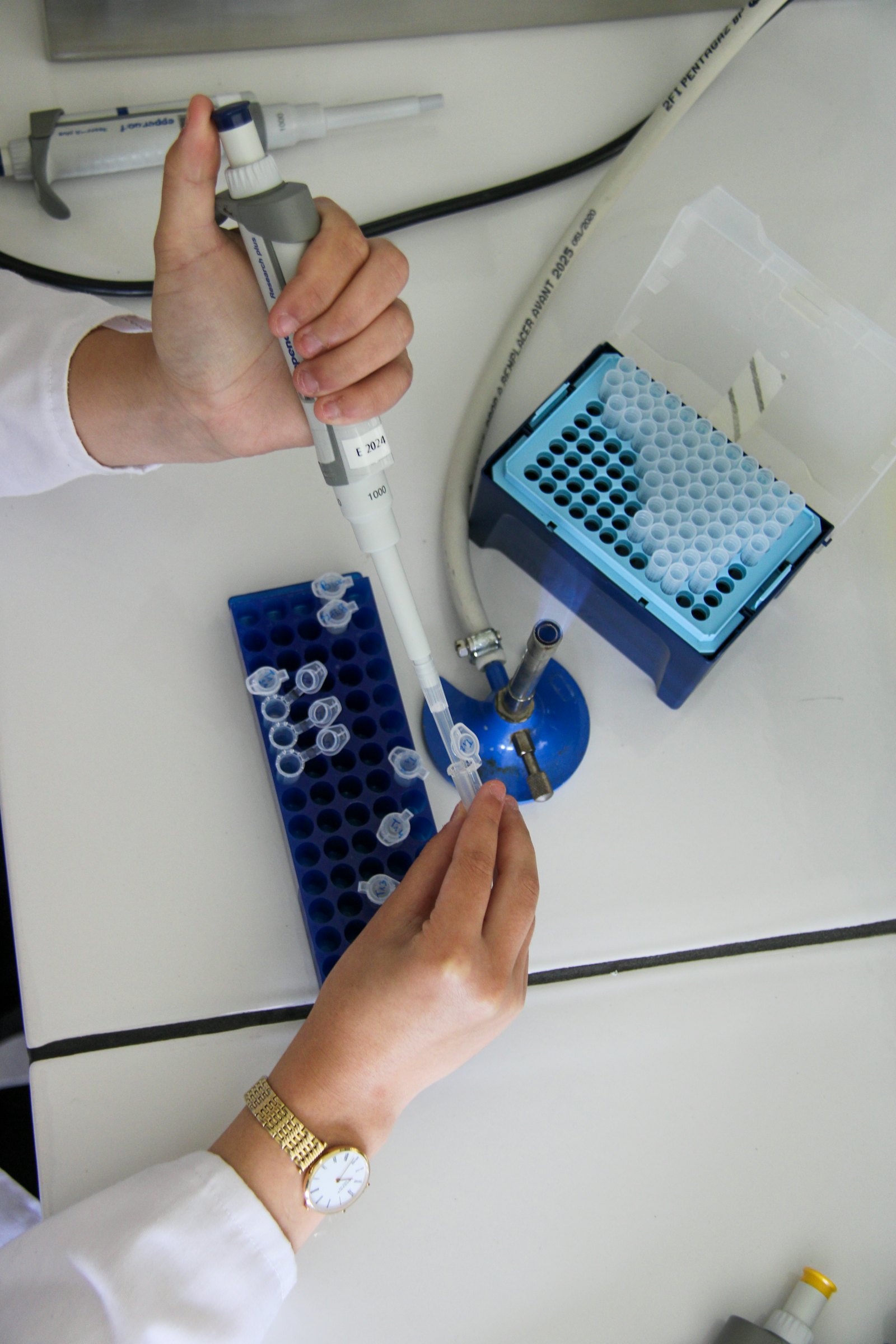 Scientist using a pipette in a biotech laboratory, the kind of research NIH SBIR and STTR grants fund